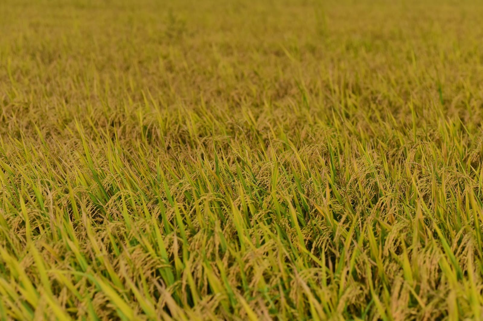 Japan Rice Prices Drop for First Time in 3.5 Years: What It Signals Post feature image