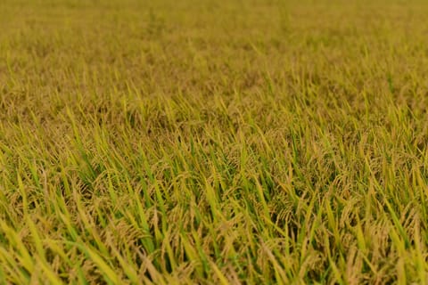 Japan Rice Prices Drop for First Time in 3.5 Years: What It Signals